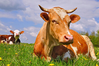 Urlaub auf dem Bauernhof